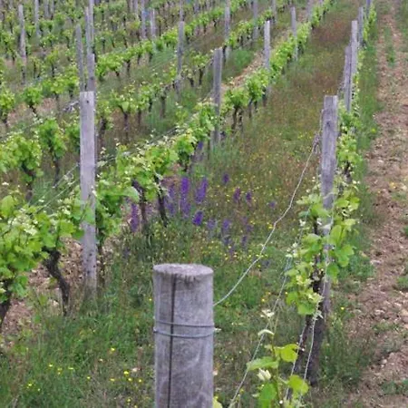 Vigneron Nature